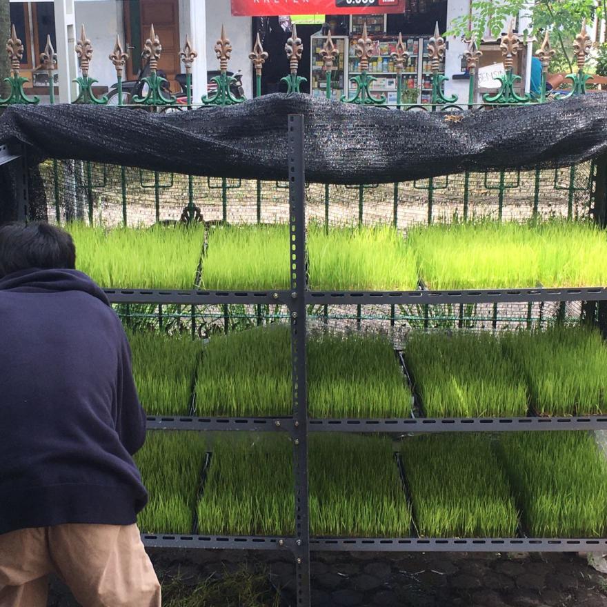 Pemerintah Desa Tunggulwulung Bentuk Program petani Muda Guna Menyiapkan Petani Era Milenial